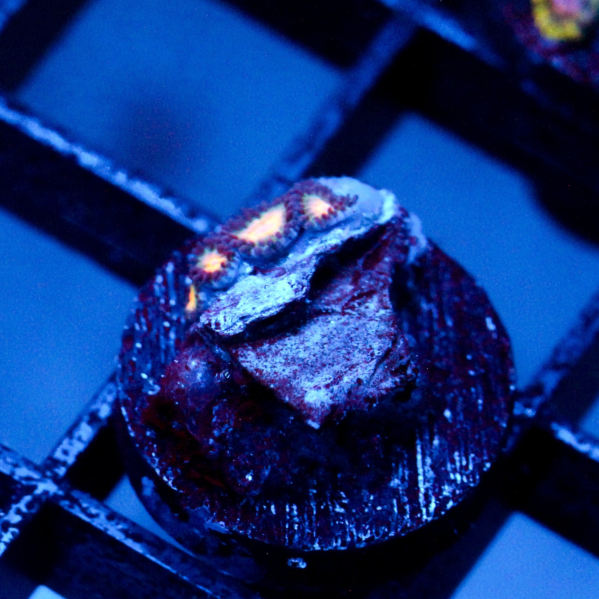 JC Peach Bellini Zoanthid