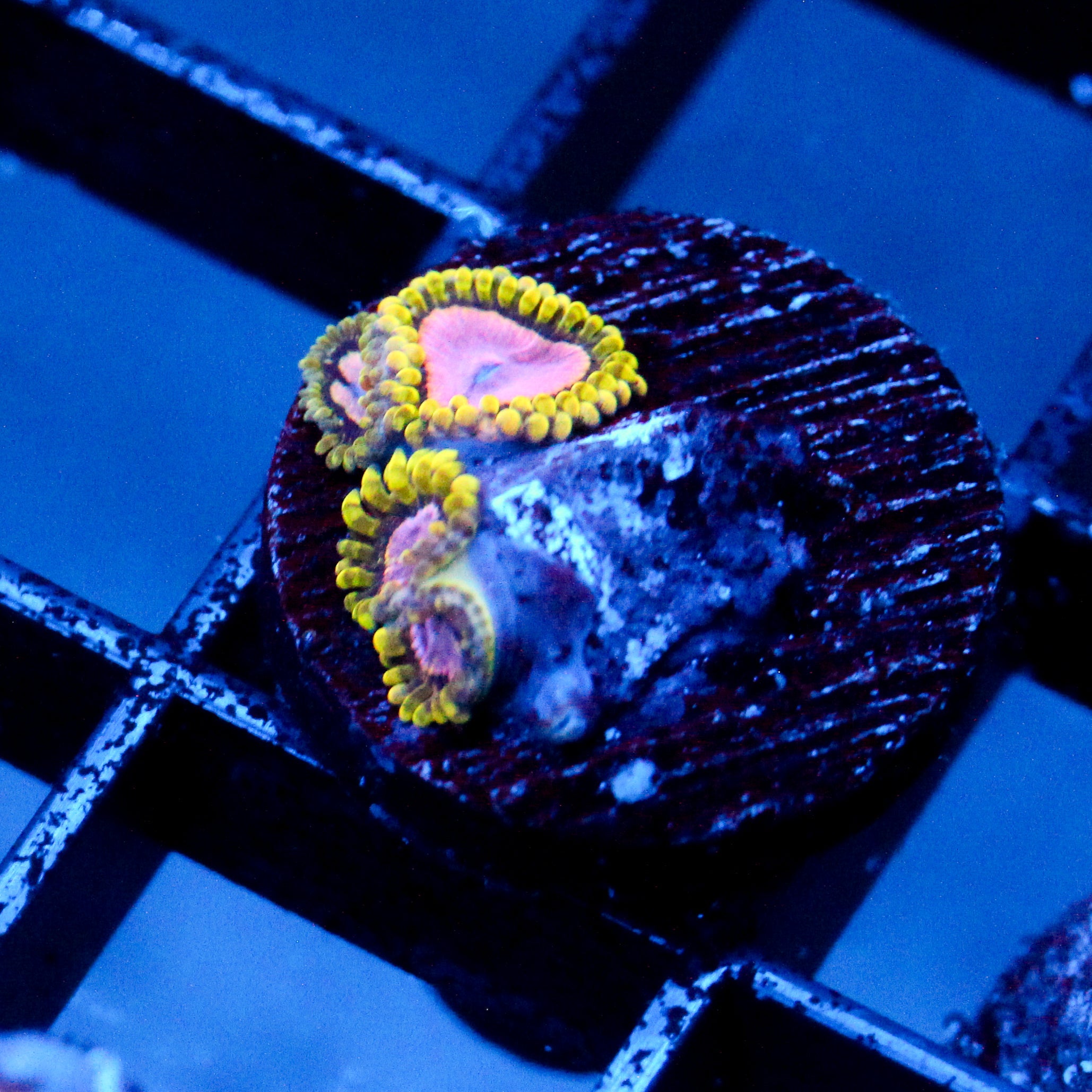 JC Purple Monster Zoanthid