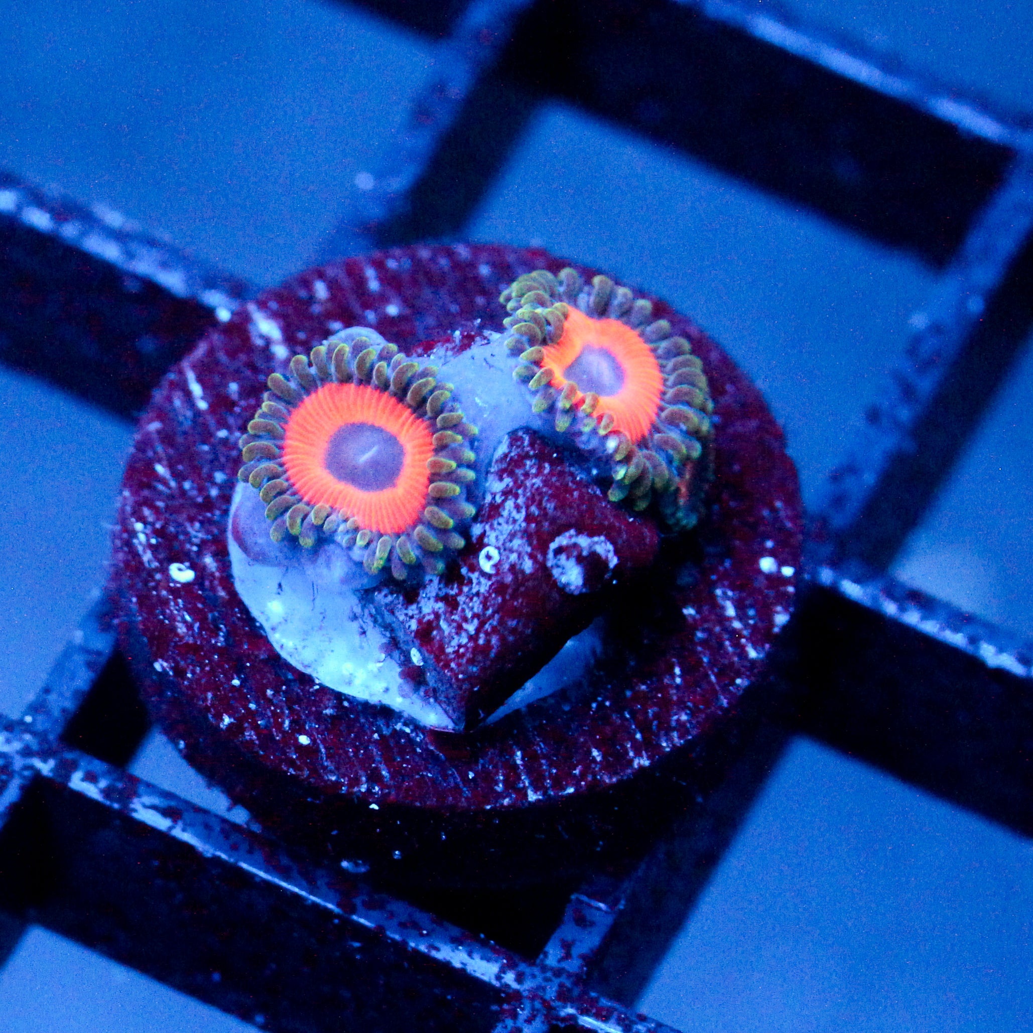 JF Fairytale Zoanthids