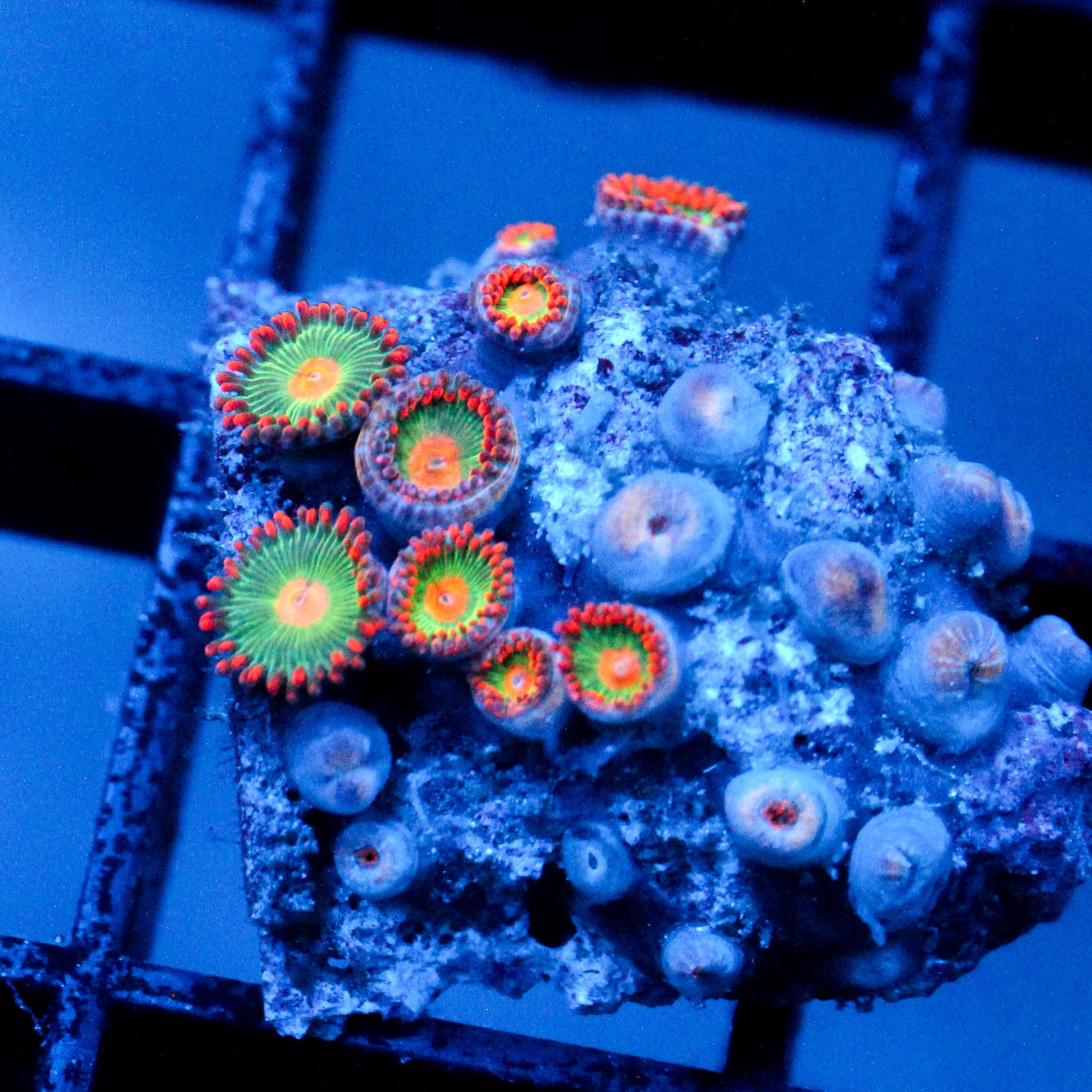 JC Gatorade Zoanthids