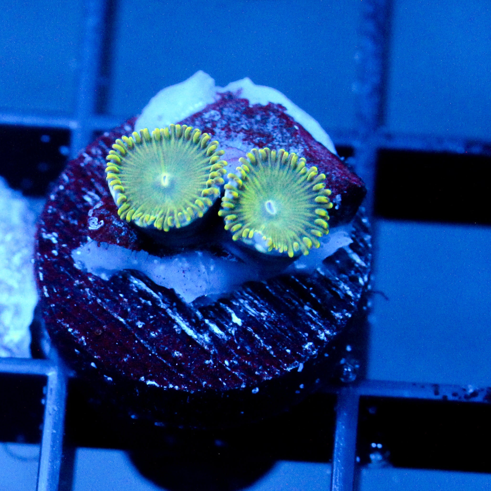 JC Lady Liberty Zoanthid