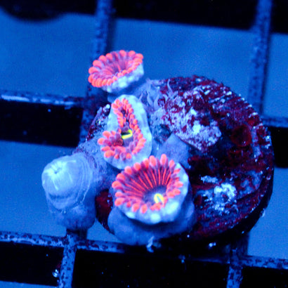 JC Purple People Eater Zoanthid