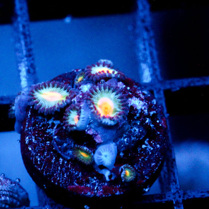 JC Blue Raven Zoanthid