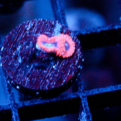JC Typhloshion Zoanthid
