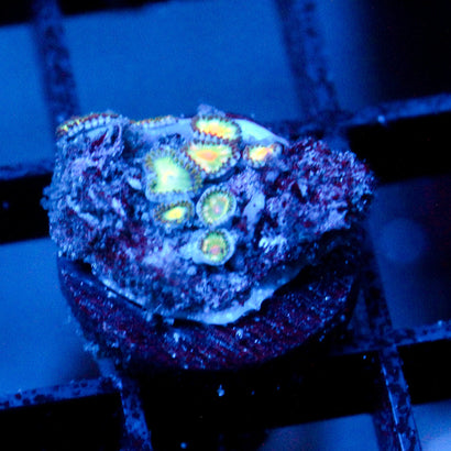 JC Saturn Zoanthid