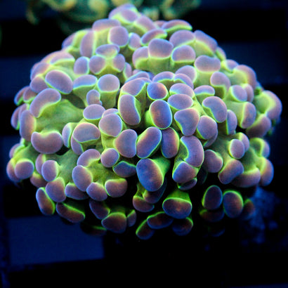 JC Ultra Hologram Hammer