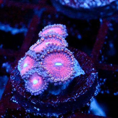 JC Sith Zoanthid