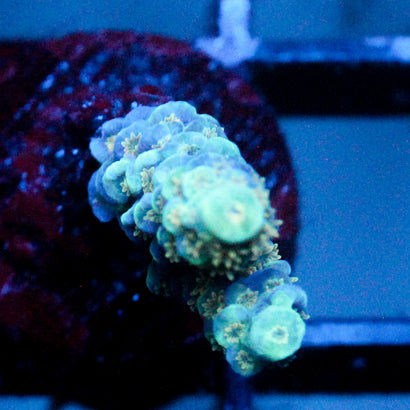 JC Lime Twist