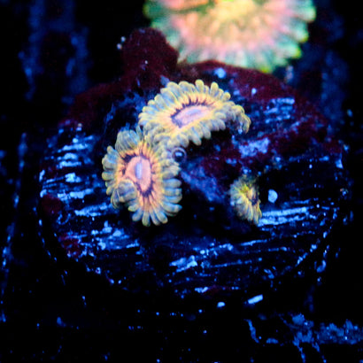 JC Oceanside Zoanthid