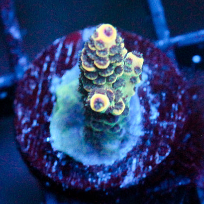 JC Rainbow Pineapple