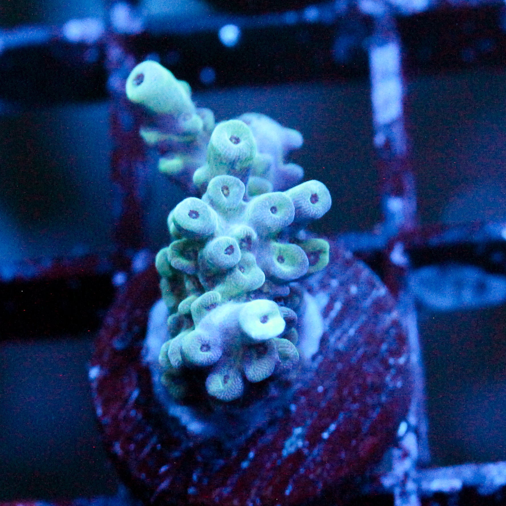 JC Frankensteins Monster