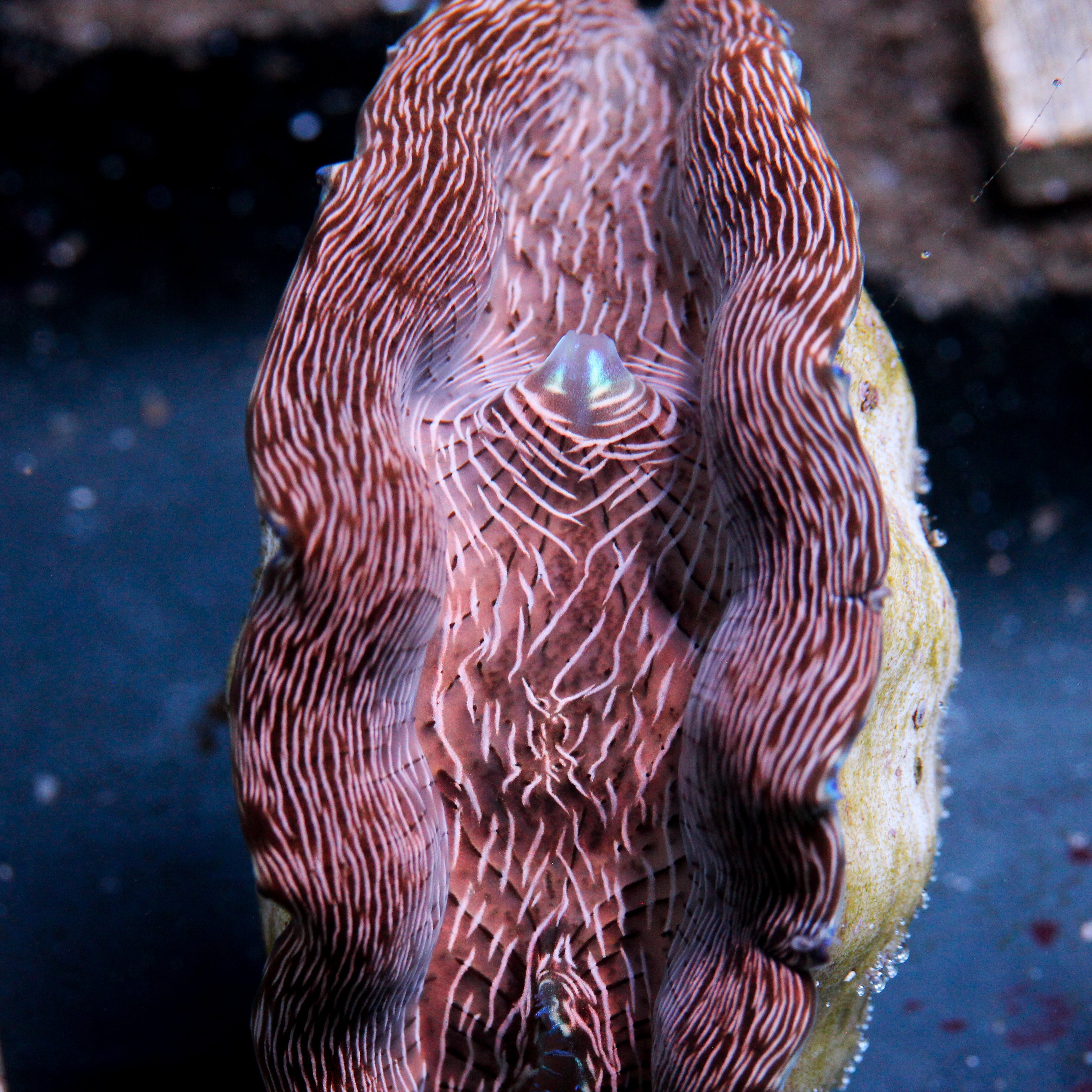 JC Zebra Derasa Clam