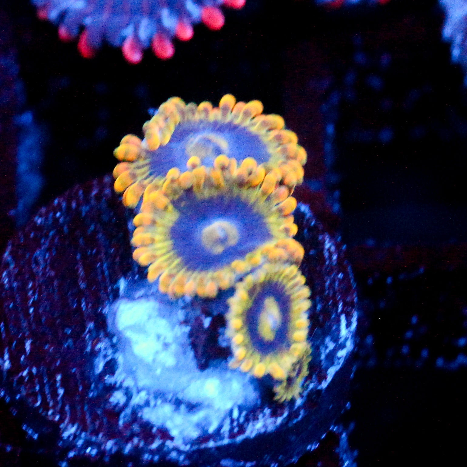 JC Rainbow Yoda Zoanthids