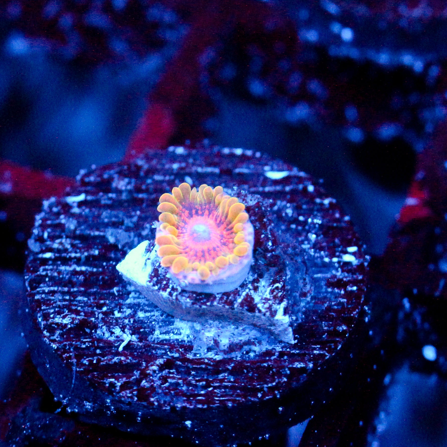 JC Predator Zoanthid