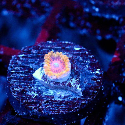 JC Predator Zoanthid