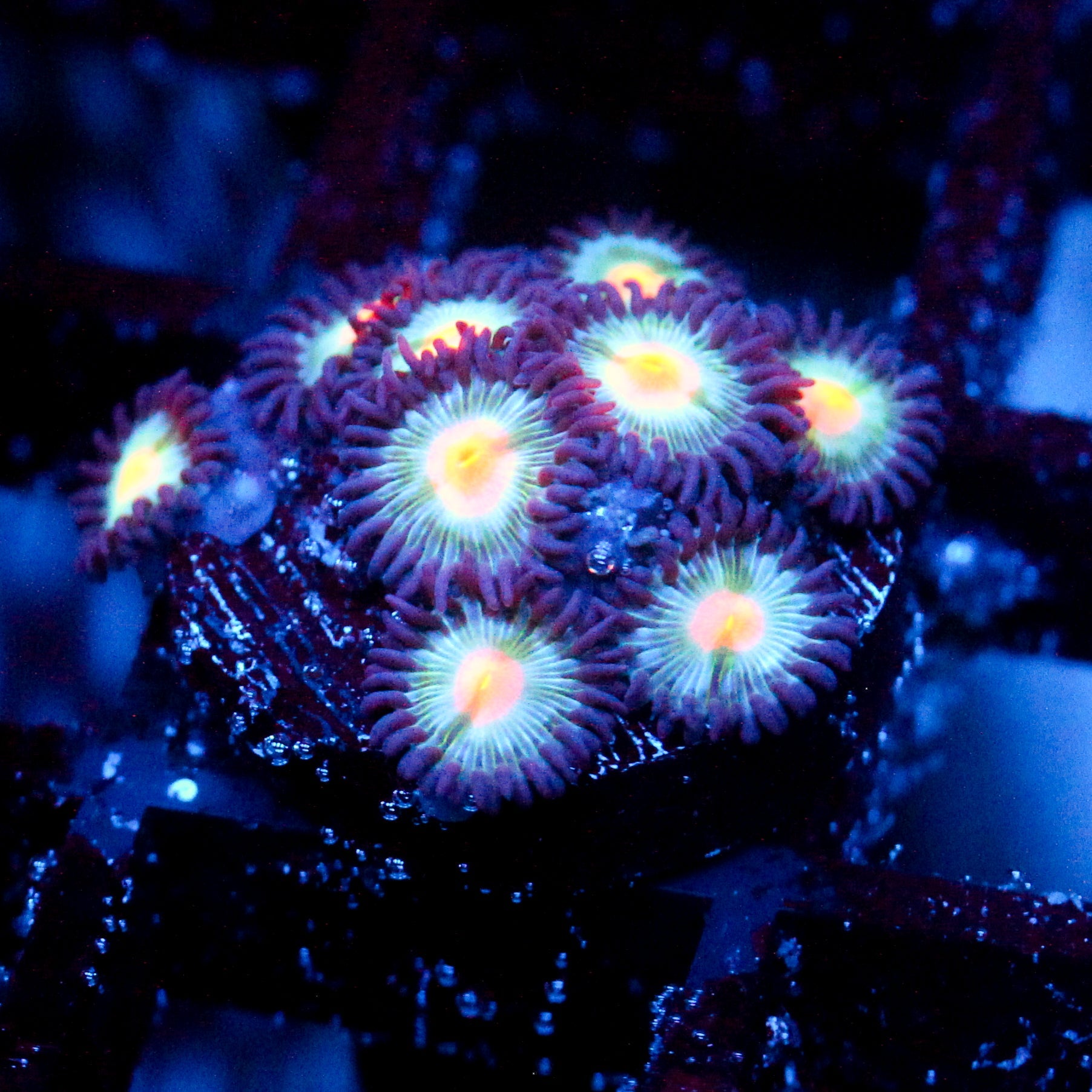 JC Blue Raven Zoanthid