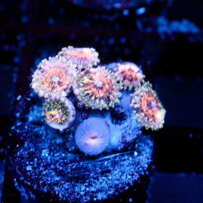 JC Neptunes Bounty Zoanthid