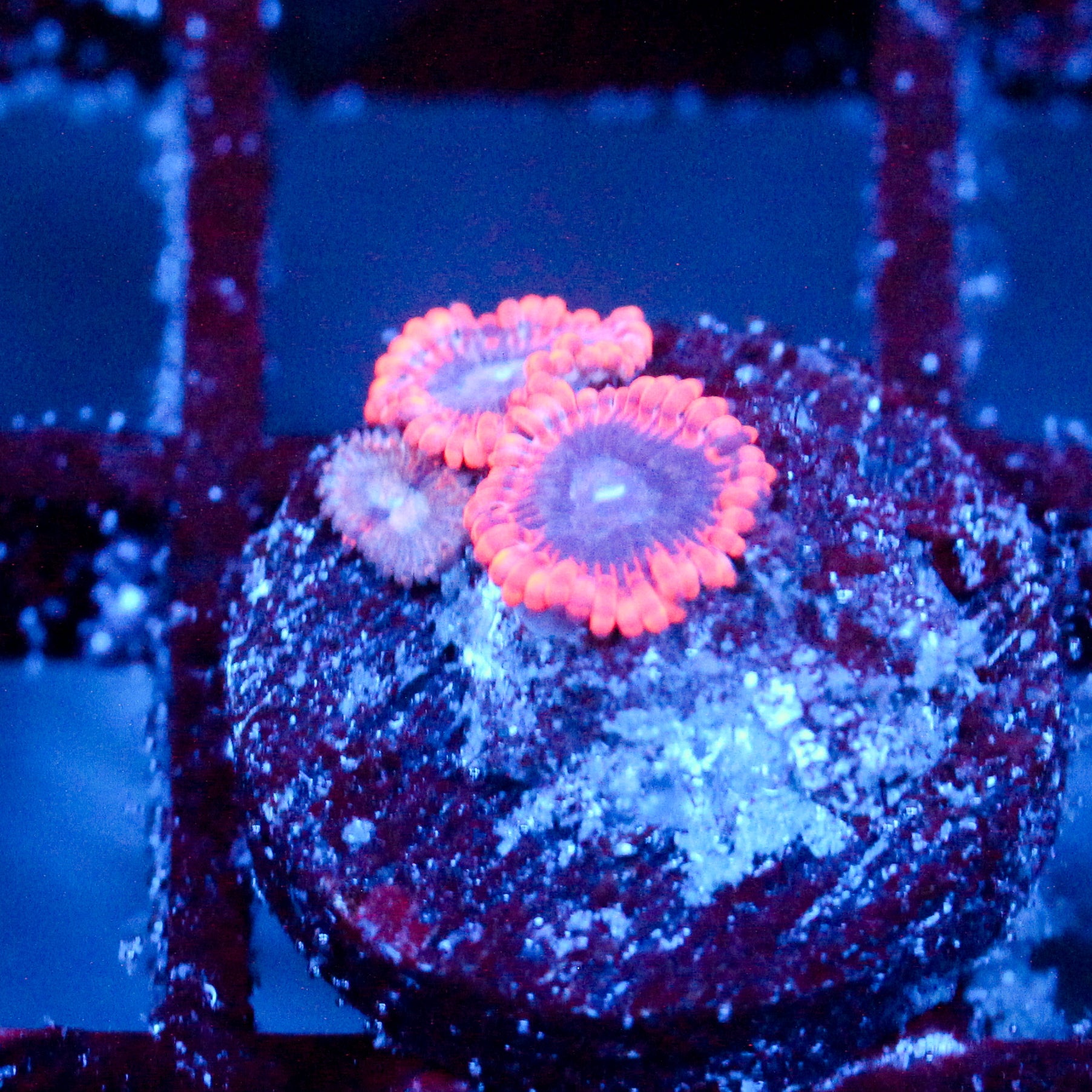 JC Typhloshion Zoanthid