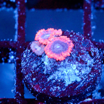 JC Typhloshion Zoanthid