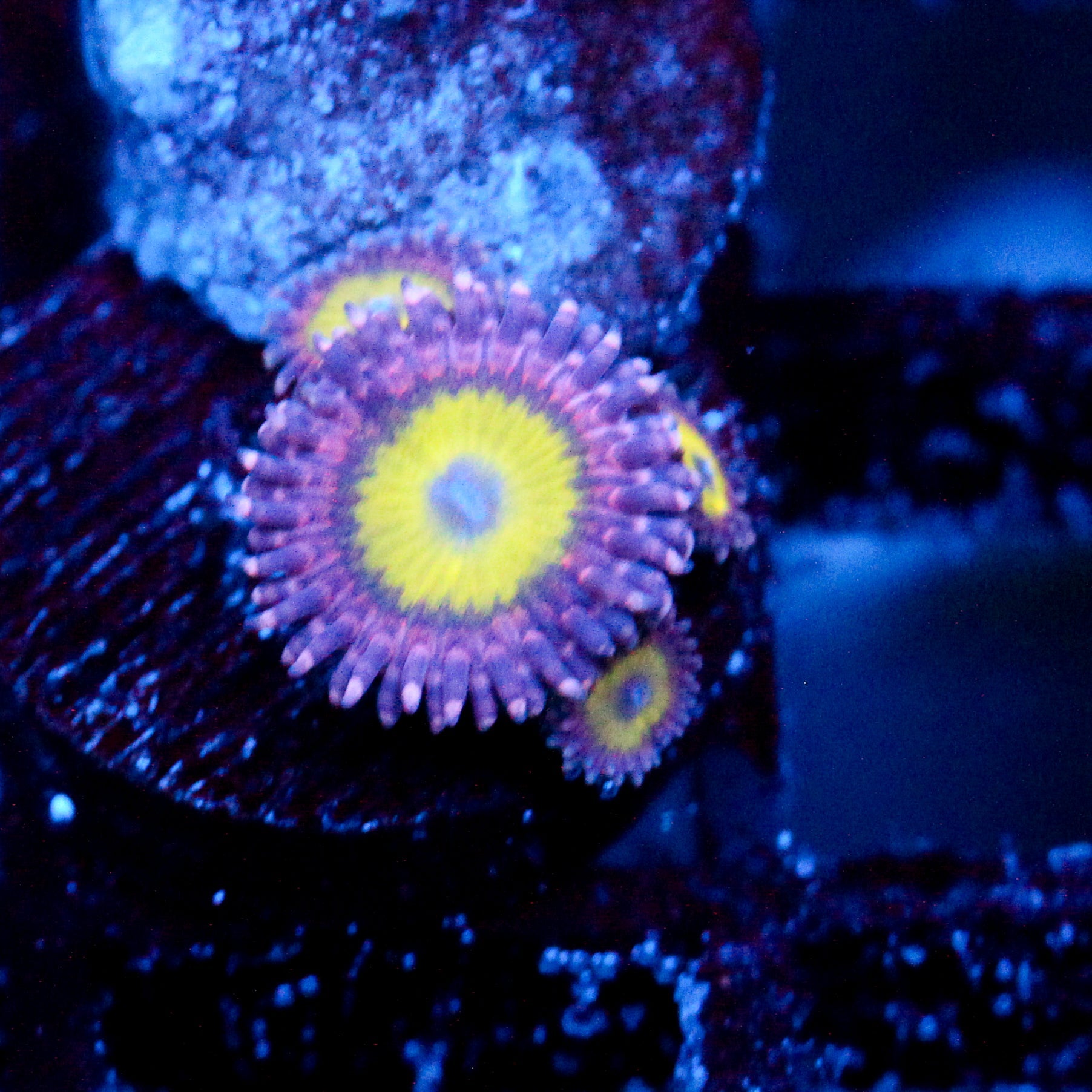 JC Flower Fall Zoanthid