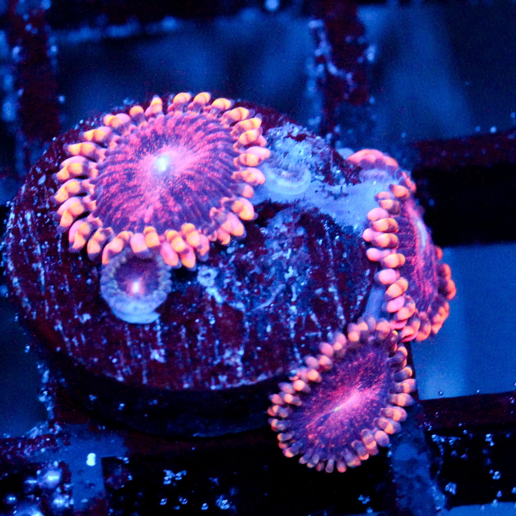 JC Purple Empress Zoanthid