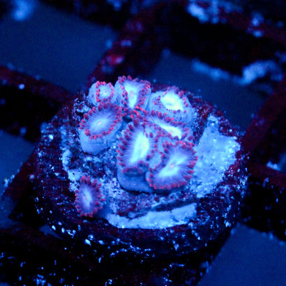JC Molten Sulfer Zoanthid