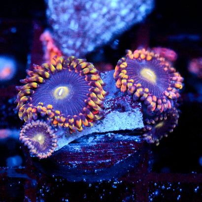 JC Bozos Birthday Zoanthid