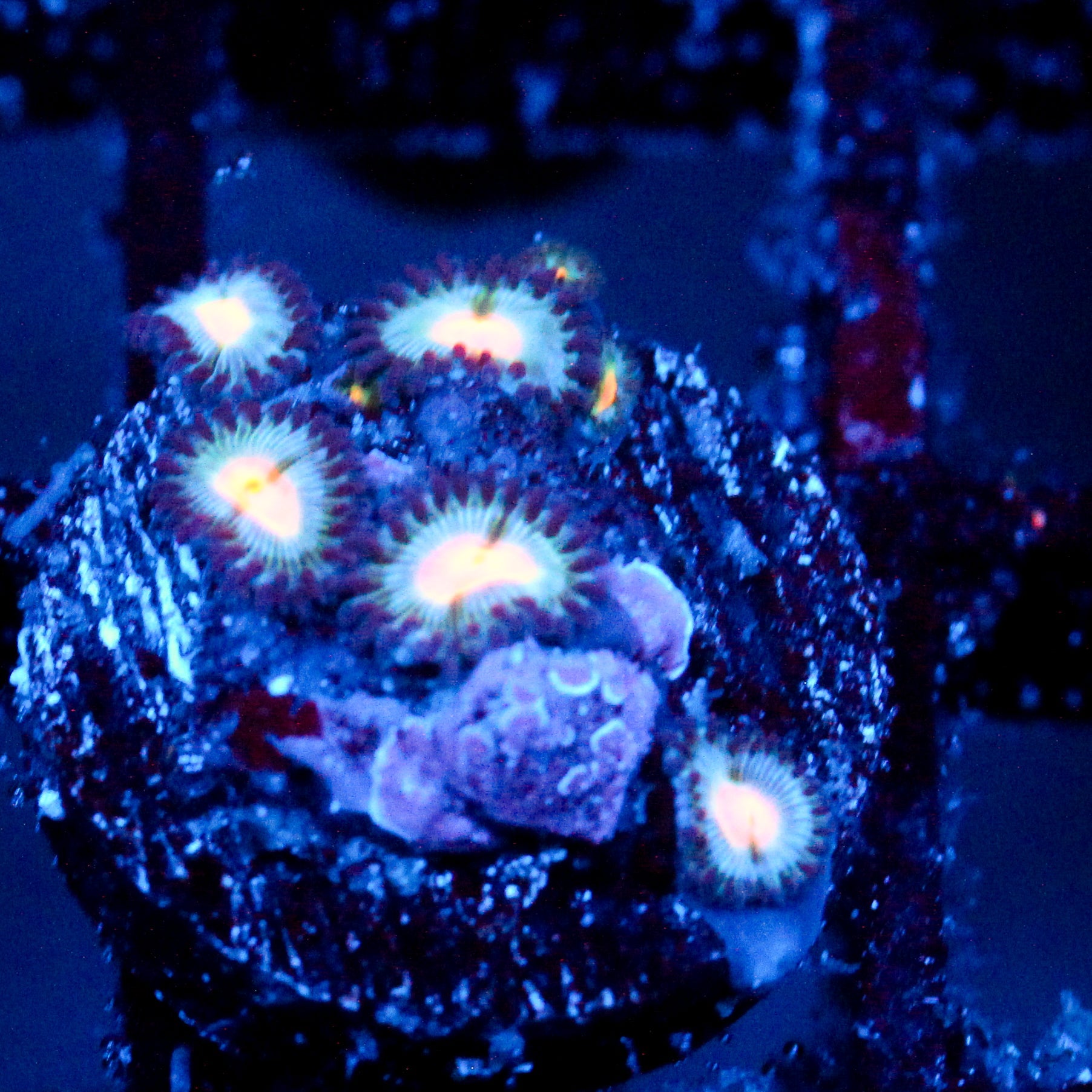 JC Blue Fever Zoanthid