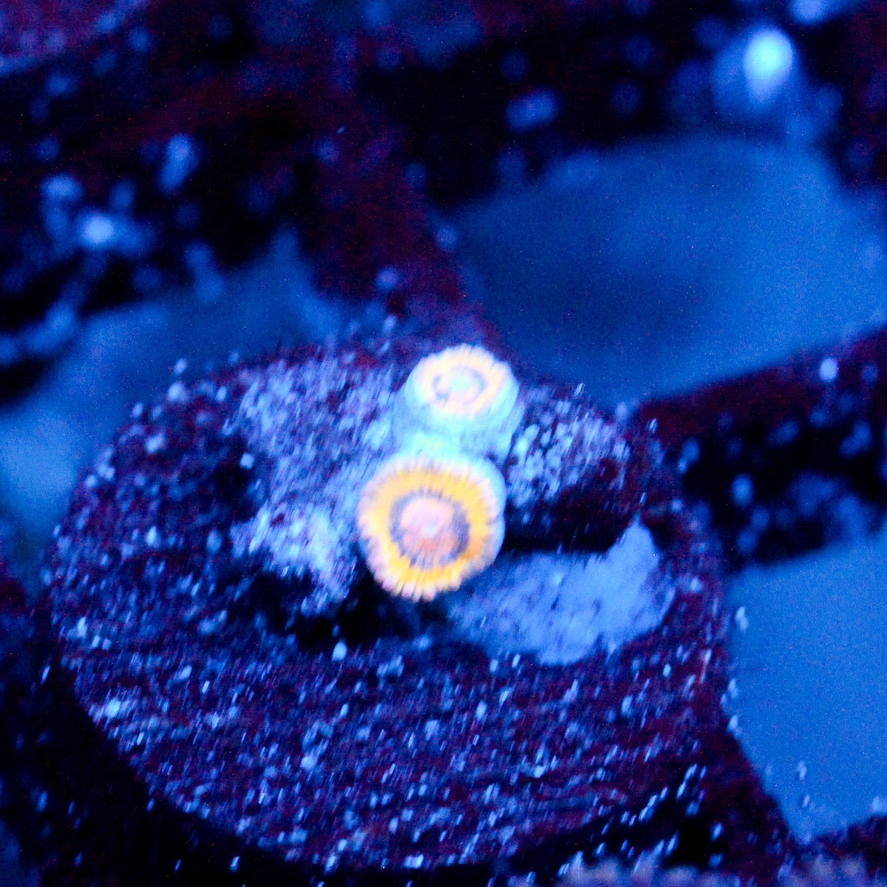 JC Sun Glazed Zoanthid