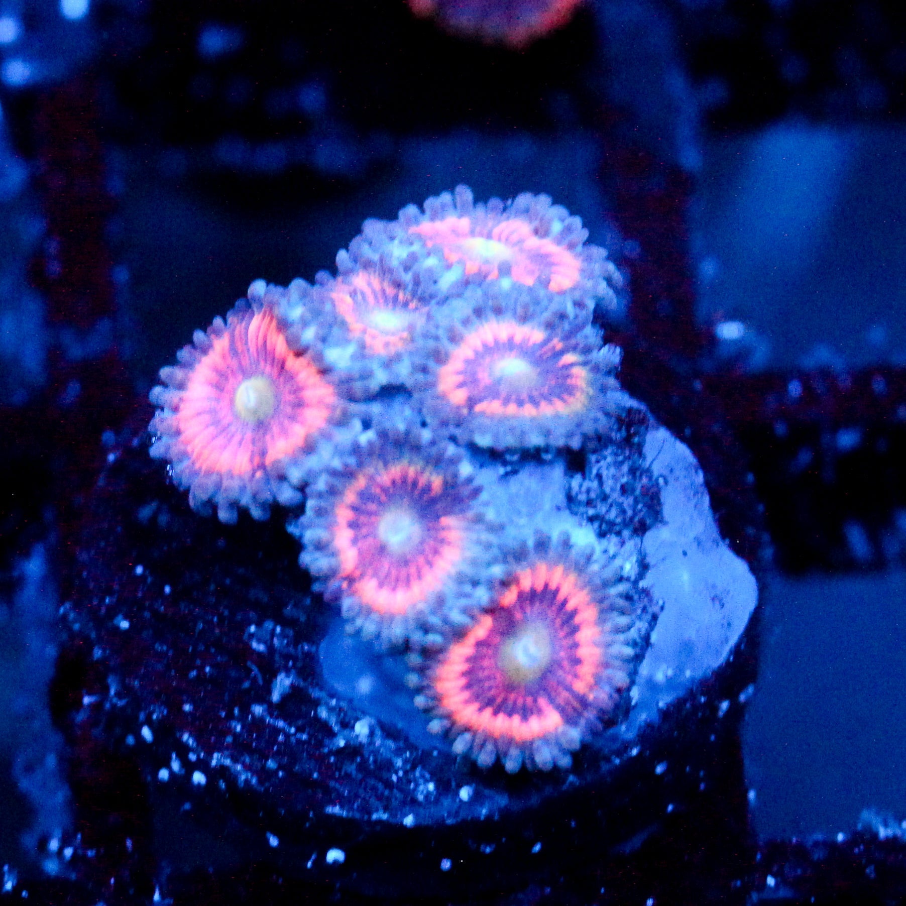 JC Armageddon Zoanthid