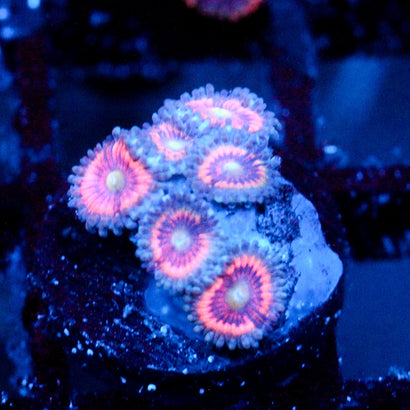 JC Armageddon Zoanthid