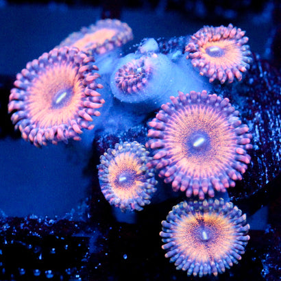 JC Amber Bliss Zoanthid