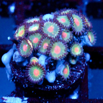 JC Alien Blood Mini Colony