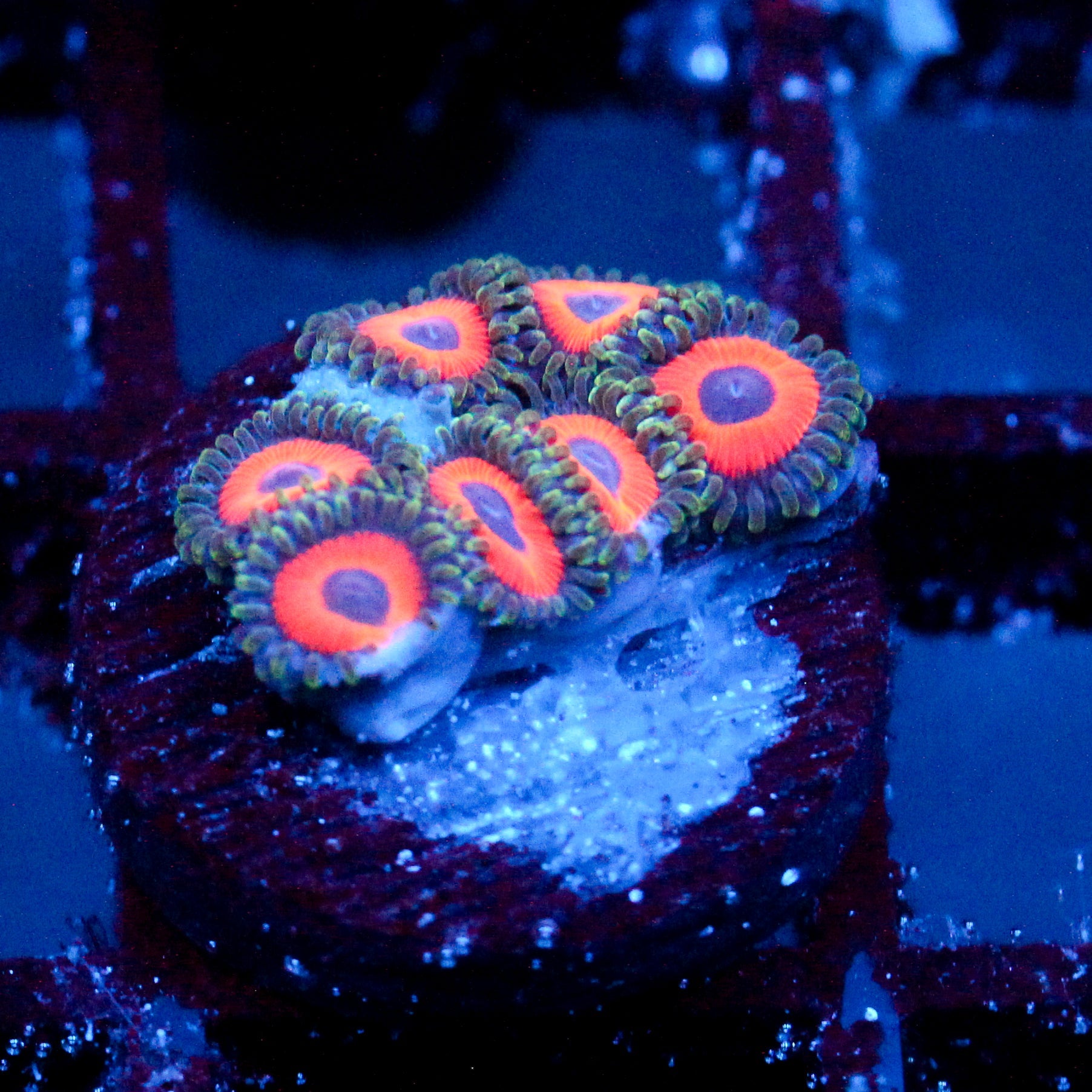 JF Fairytale Zoanthids