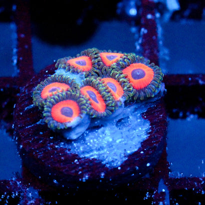 JF Fairytale Zoanthids