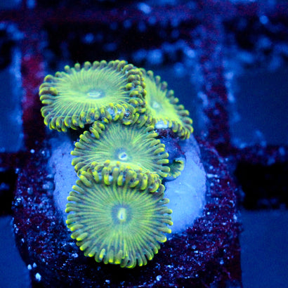 JC Lady Liberty Zoanthid