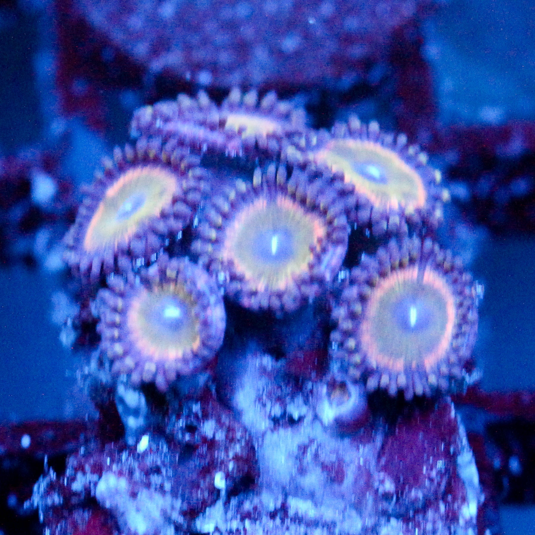 JC Javia Zoanthid