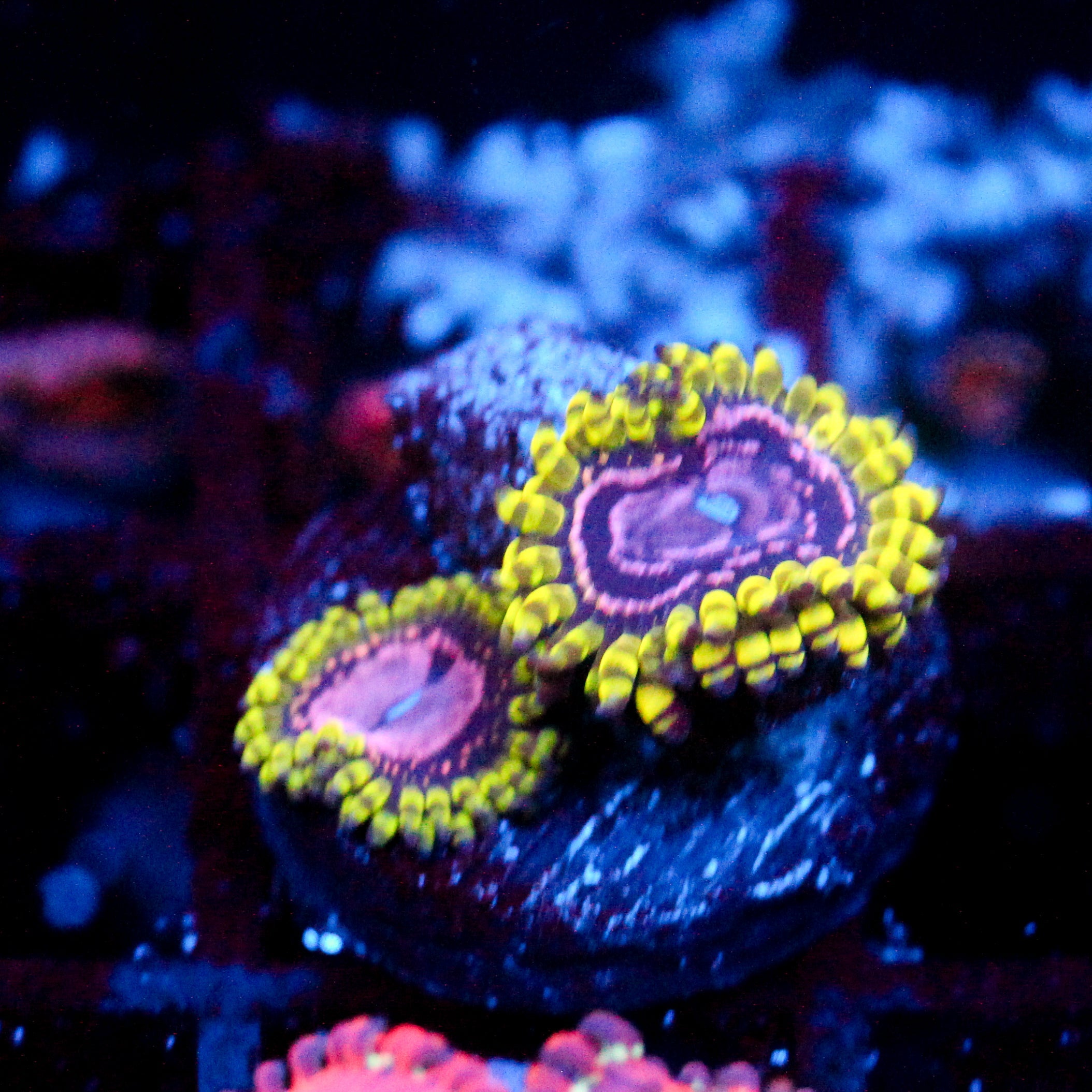 JC Purple Monster Zoanthid