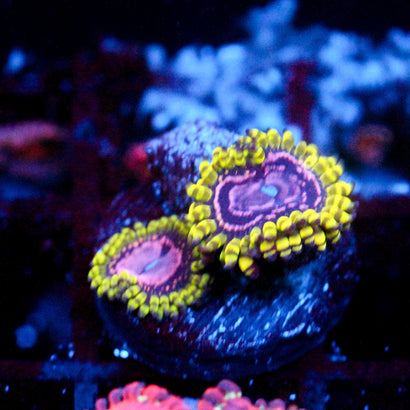 JC Purple Monster Zoanthid