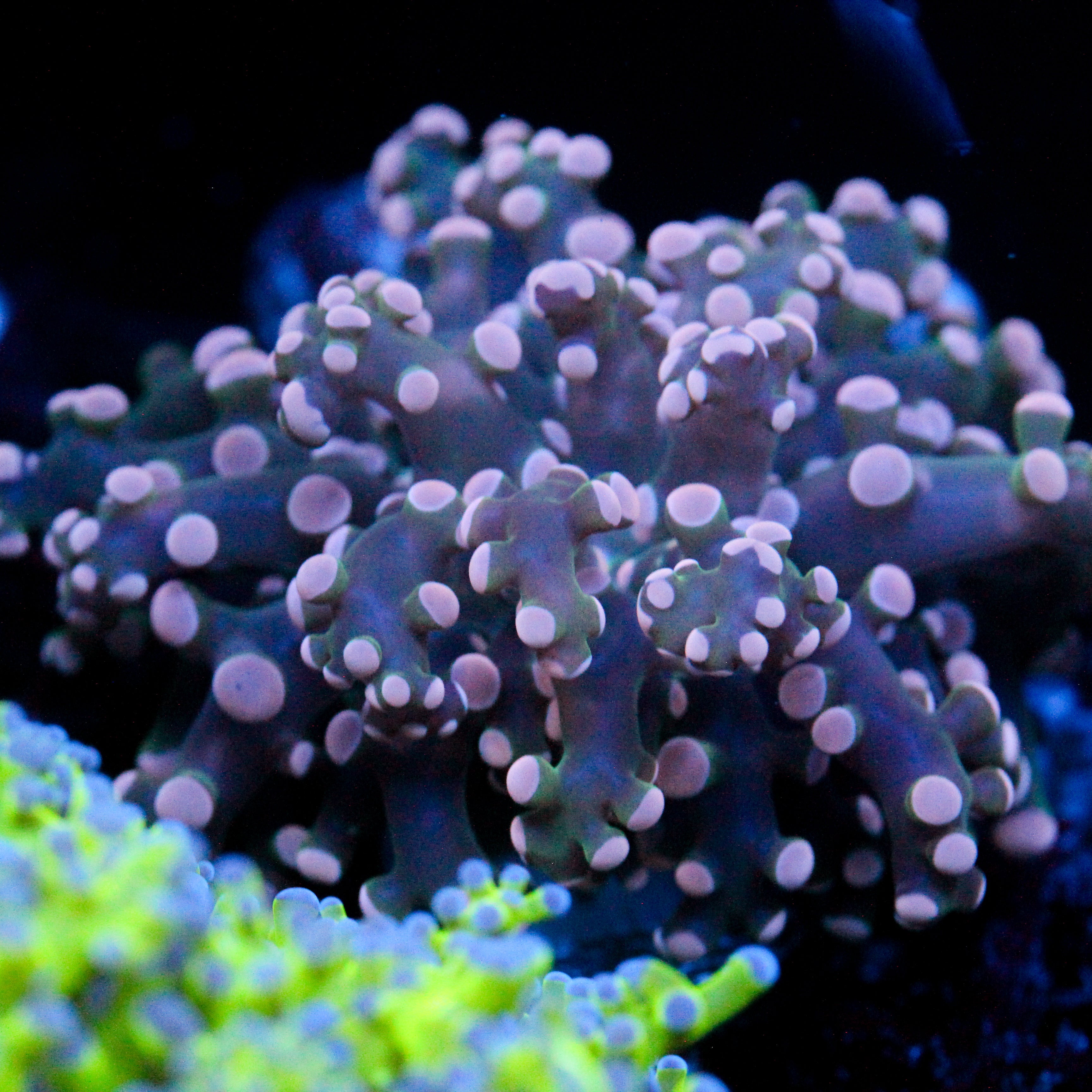 JC Pink Octo