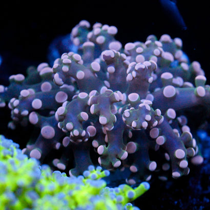 JC Pink Octo