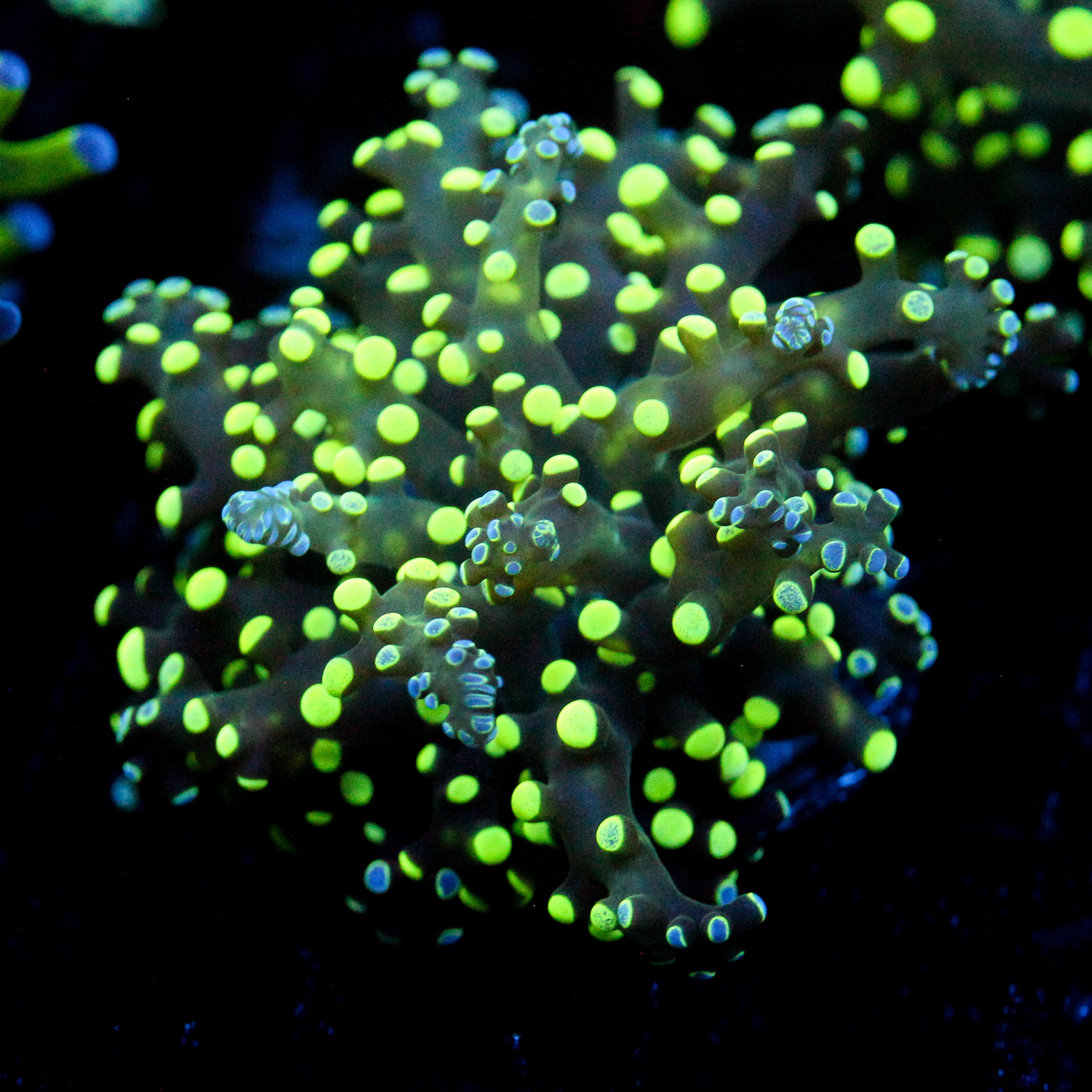 JC Splatter Octo
