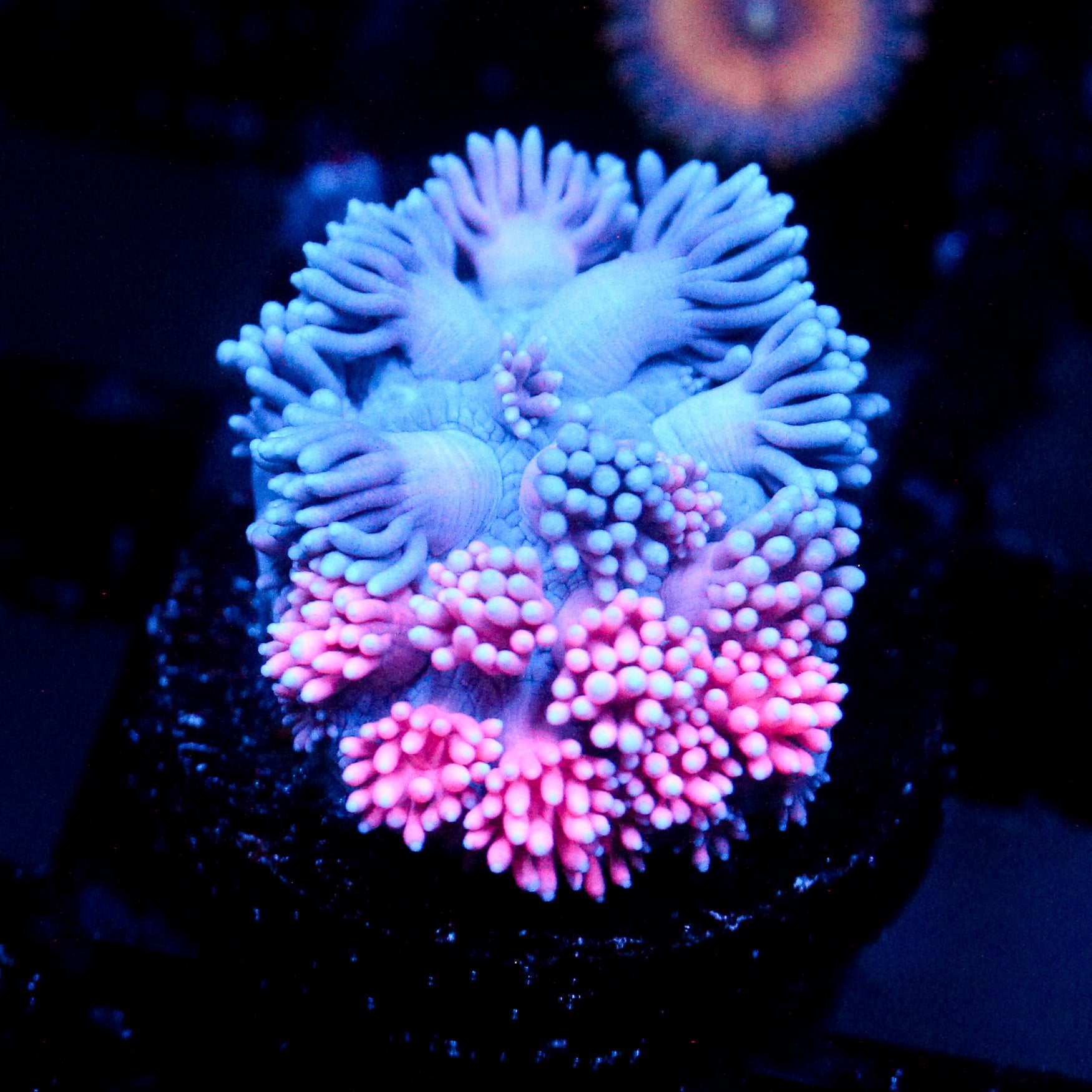 JC Pinurple Punch Goni
