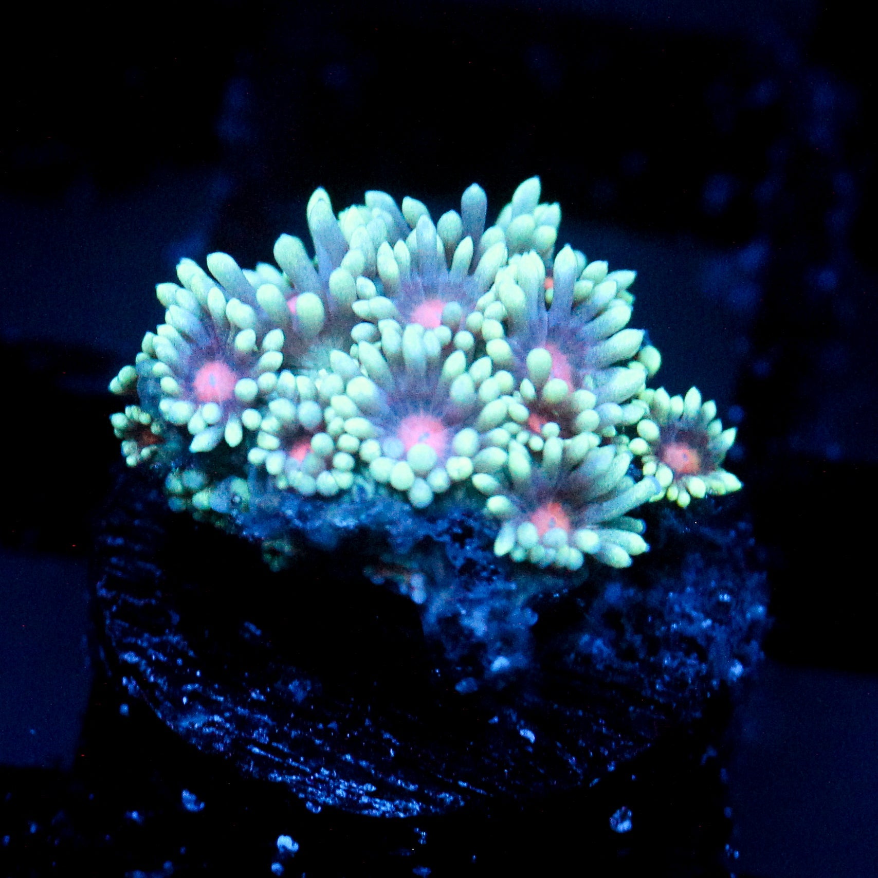 JC Phantasmic Flowers Goni