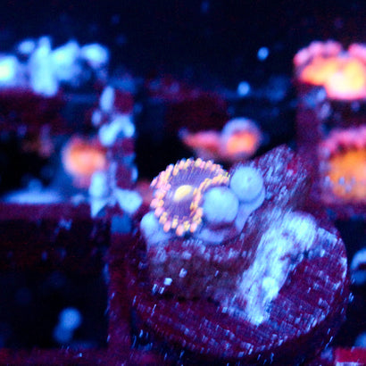 JC Bozos Birthday Zoanthid