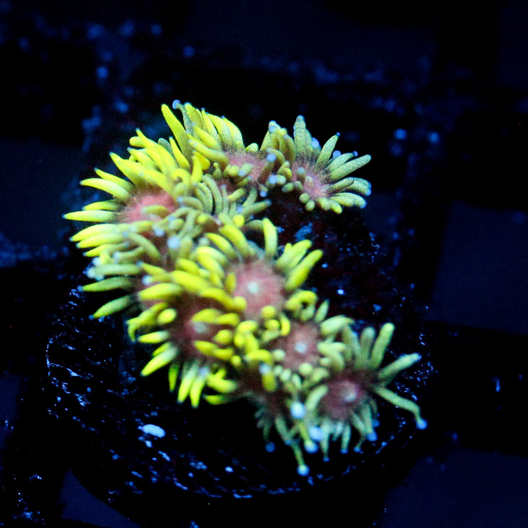 JC Electric Daisy Goni (last one)