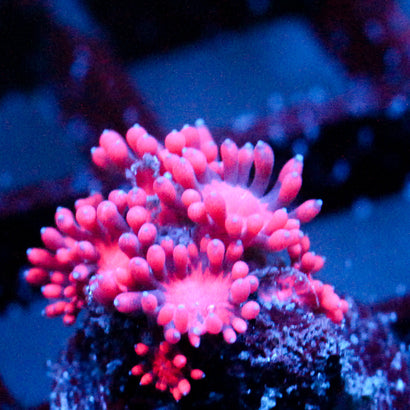 JC Red Dragon Goni