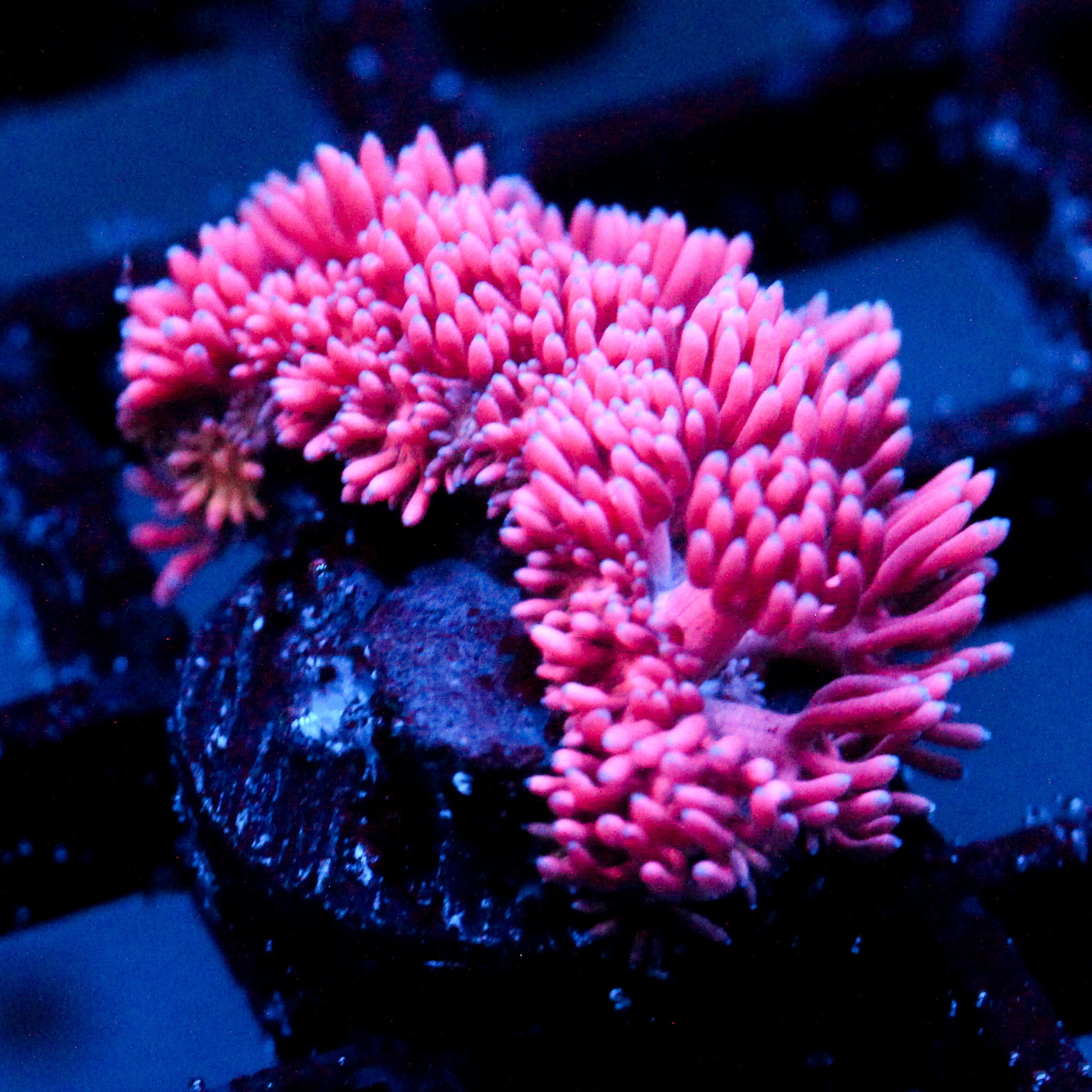 JC Pink Tide Goni (last one)