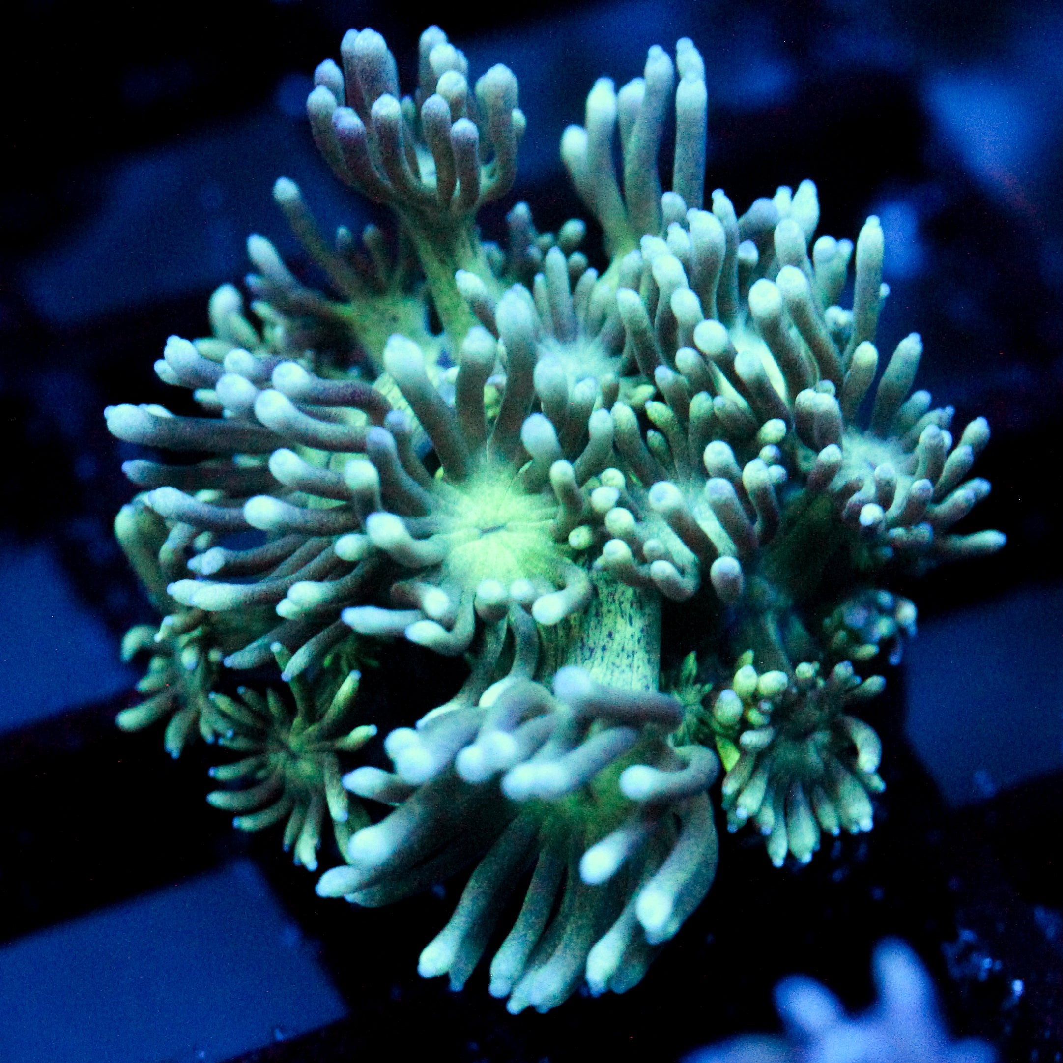 JC Tortoise Goni