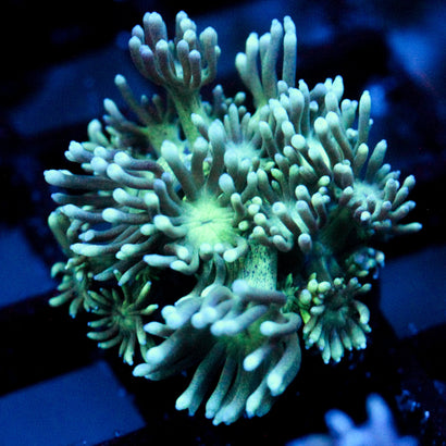 JC Tortoise Goni
